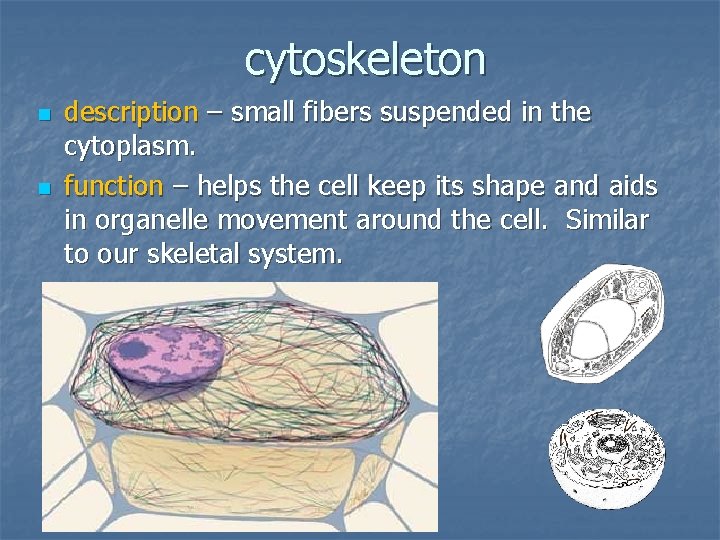 cytoskeleton n n description – small fibers suspended in the cytoplasm. function – helps
