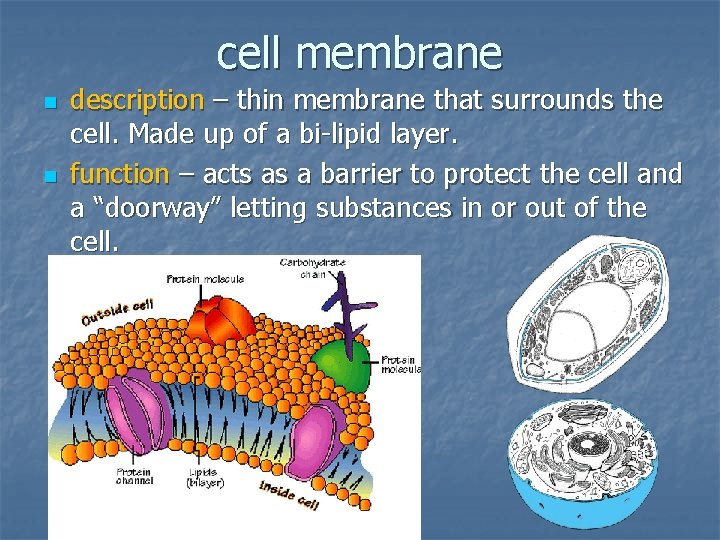 cell membrane n n description – thin membrane that surrounds the cell. Made up