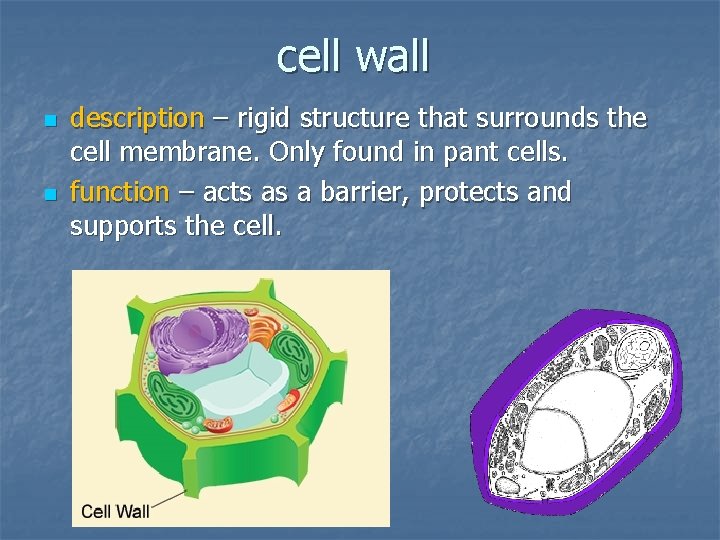 cell wall n n description – rigid structure that surrounds the cell membrane. Only