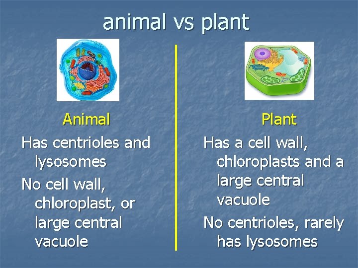 animal vs plant Animal Has centrioles and lysosomes No cell wall, chloroplast, or large