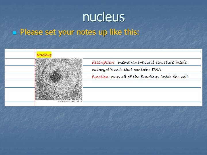 nucleus n Please set your notes up like this: 