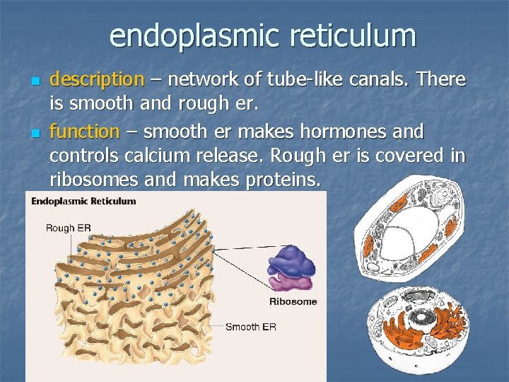 endoplasmic reticulum n n description – network of tube-like canals. There is smooth and