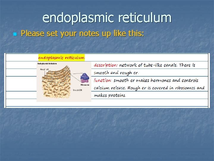 endoplasmic reticulum n Please set your notes up like this: 