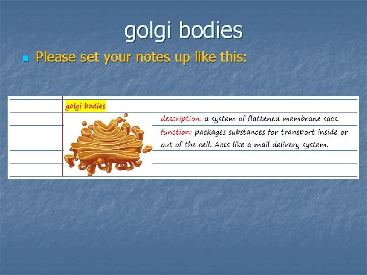 golgi bodies n Please set your notes up like this: 