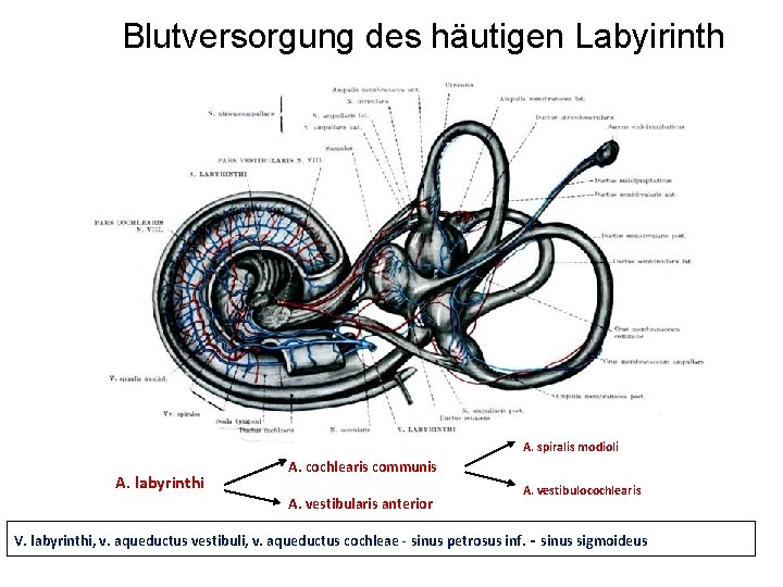 Blutversorgung des häutigen Labyirinth A. spiralis modioli A. labyrinthi A. cochlearis communis A. vestibularis