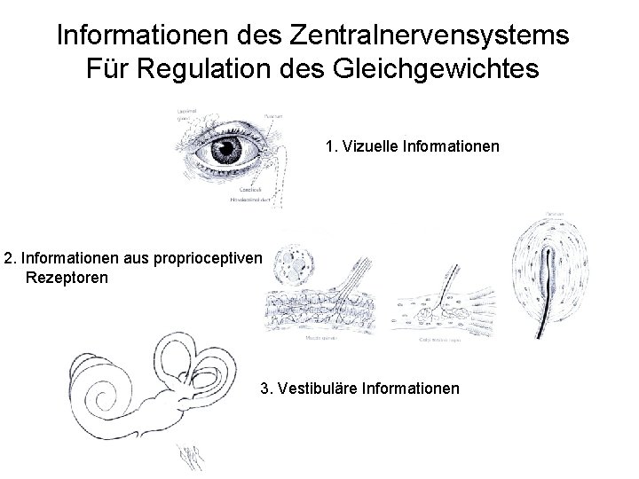 Informationen des Zentralnervensystems Für Regulation des Gleichgewichtes 1. Vizuelle Informationen 2. Informationen aus proprioceptiven
