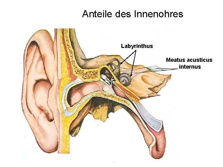 Anteile des Innenohres Labyrinthus Meatus acusticus internus 