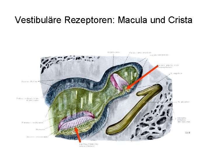 Vestibuläre Rezeptoren: Macula und Crista 