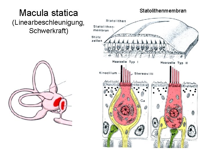 Macula statica (Linearbeschleunigung, Schwerkraft) Statolithenmembran 