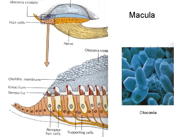 Macula Otoconia 
