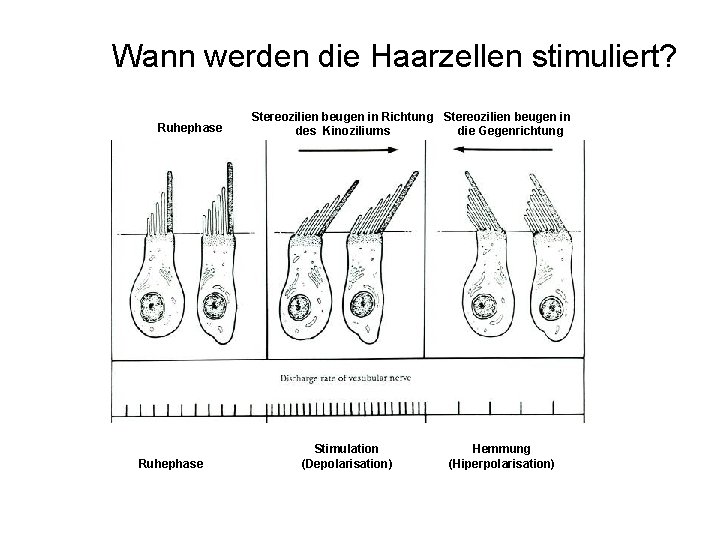 Wann werden die Haarzellen stimuliert? Ruhephase Stereozilien beugen in Richtung Stereozilien beugen in des