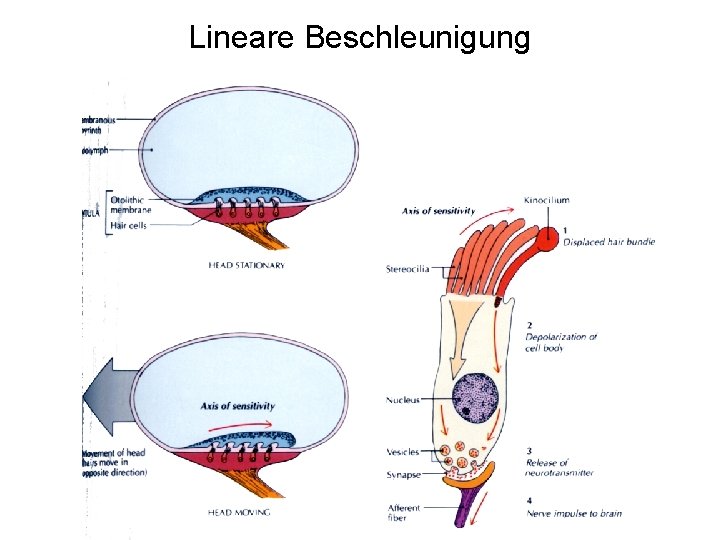 Lineare Beschleunigung 