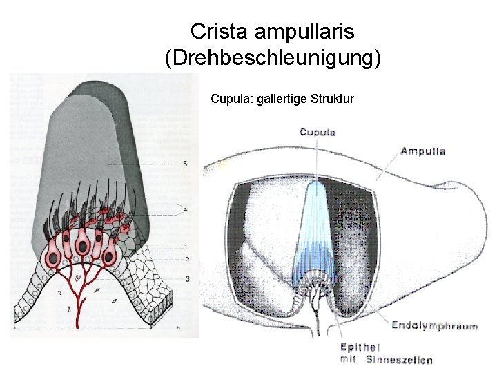 Crista ampullaris (Drehbeschleunigung) Cupula: gallertige Struktur 