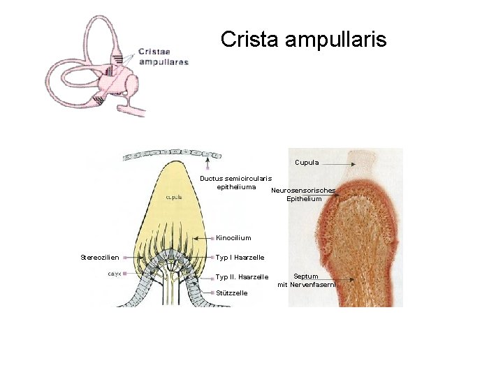 Crista ampullaris Cupula Ductus semicircularis epitheliuma Neurosensorisches Epithelium Kinocilium Stereozilien Typ I Haarzelle Typ