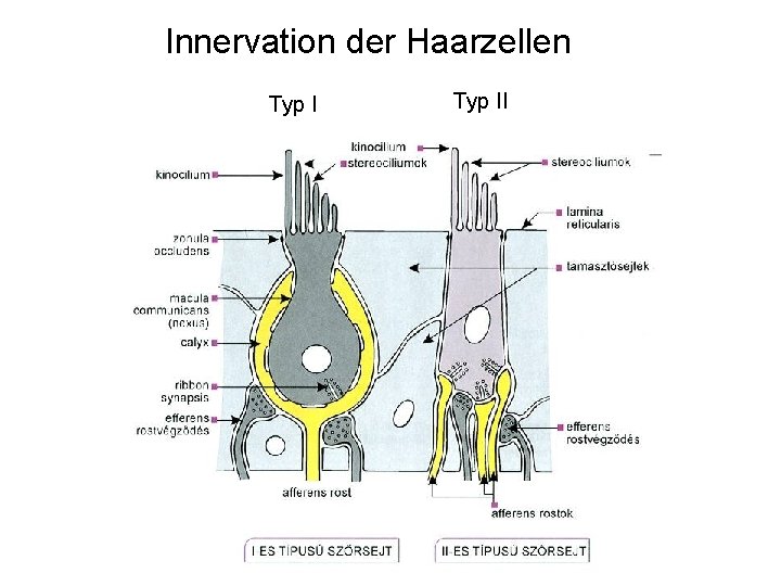 Innervation der Haarzellen Typ II 