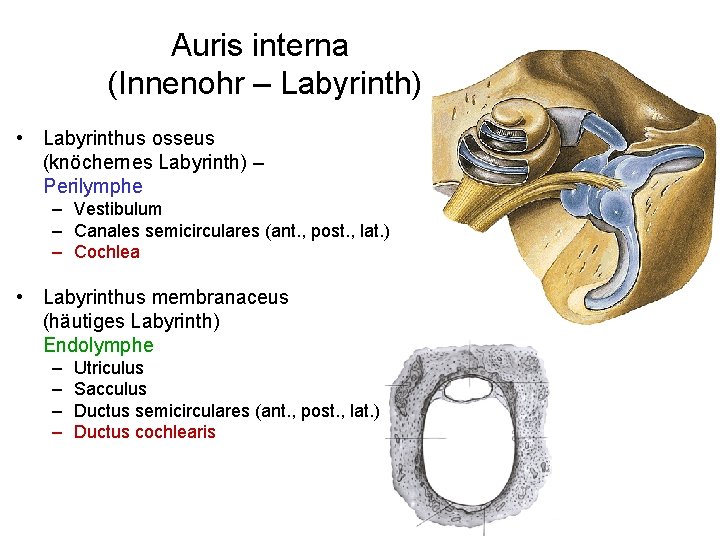 Auris interna (Innenohr – Labyrinth) • Labyrinthus osseus (knöchernes Labyrinth) – Perilymphe – Vestibulum