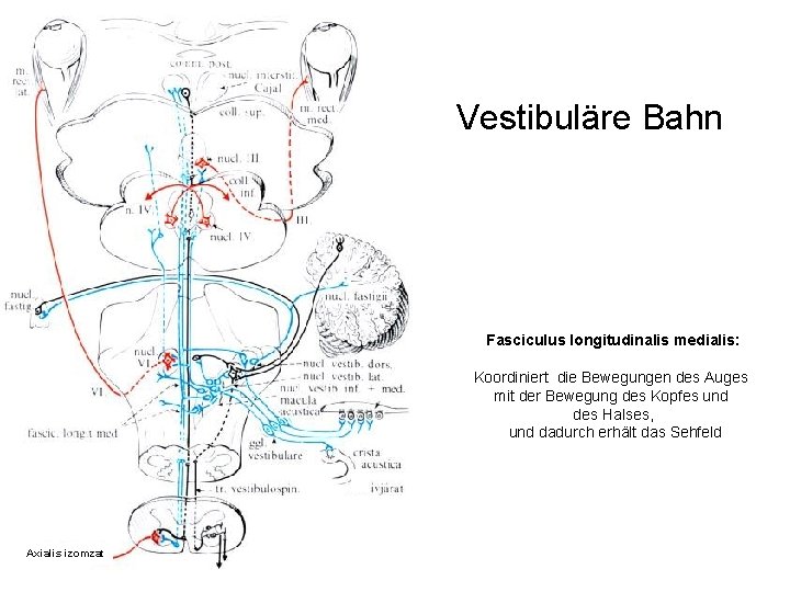 Vestibuläre Bahn Fasciculus longitudinalis medialis: Koordiniert die Bewegungen des Auges mit der Bewegung des