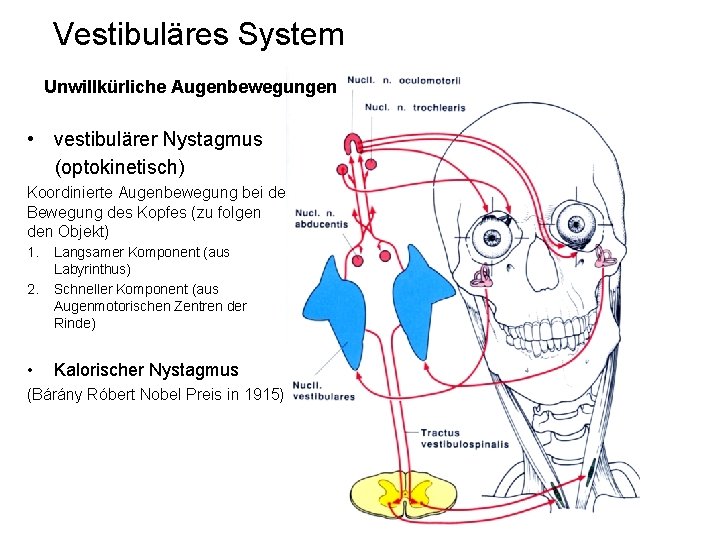 Vestibuläres System Unwillkürliche Augenbewegungen • vestibulärer Nystagmus (optokinetisch) Koordinierte Augenbewegung bei der Bewegung des