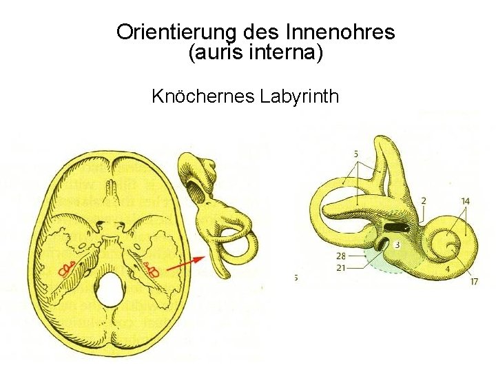 Orientierung des Innenohres (auris interna) Knöchernes Labyrinth 