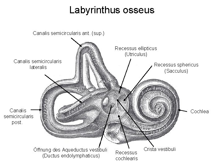 Labyrinthus osseus Canalis semicircularis ant. (sup. ) Recessus ellipticus (Utriculus) Canalis semicircularis lateralis Recessus