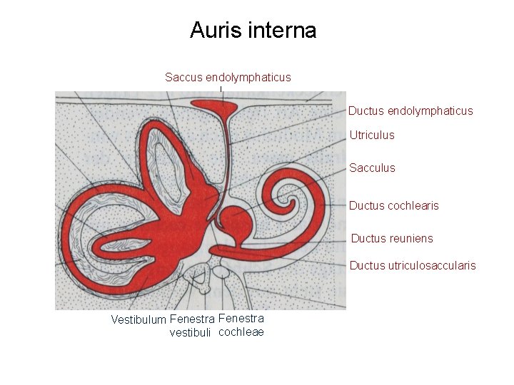 Auris interna Saccus endolymphaticus Ductus endolymphaticus Utriculus Sacculus Ductus cochlearis Ductus reuniens Ductus utriculosaccularis