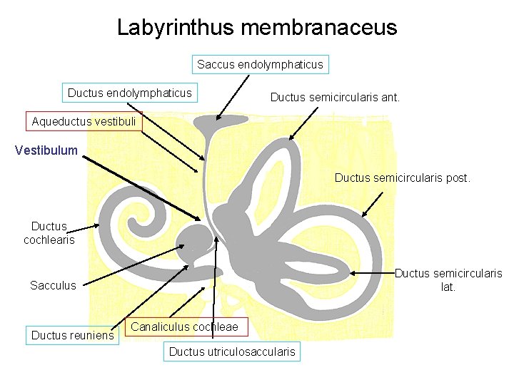 Labyrinthus membranaceus Saccus endolymphaticus Ductus semicircularis ant. Aqueductus vestibuli Vestibulum Ductus semicircularis post. Ductus