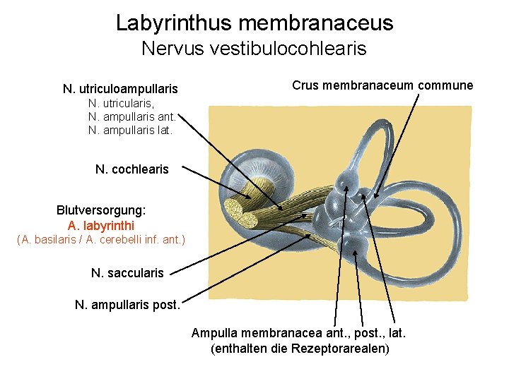 Labyrinthus membranaceus Nervus vestibulocohlearis N. utriculoampullaris Crus membranaceum commune N. utricularis, N. ampullaris ant.