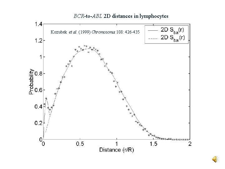 BCR-to-ABL 2 D distances in lymphocytes Kozubek et al. (1999) Chromosoma 108: 426 -435