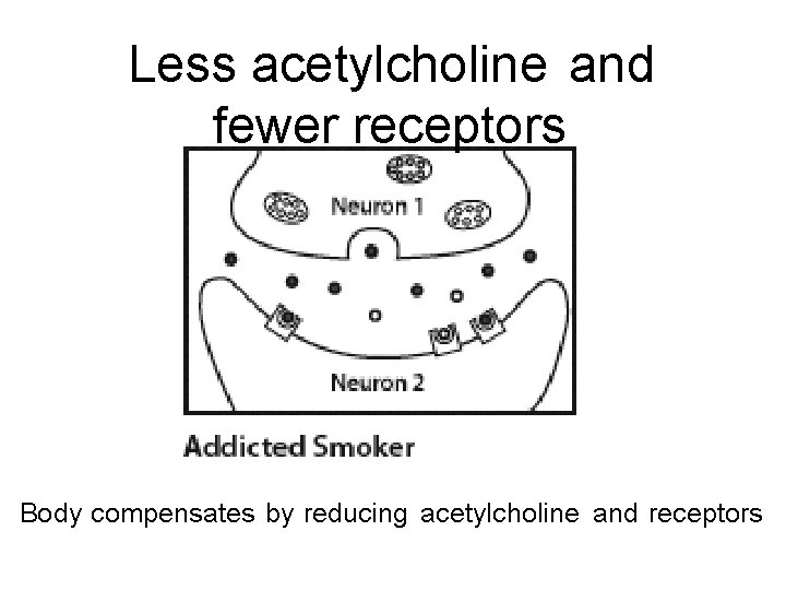 Less acetylcholine and fewer receptors Body compensates by reducing acetylcholine and receptors 
