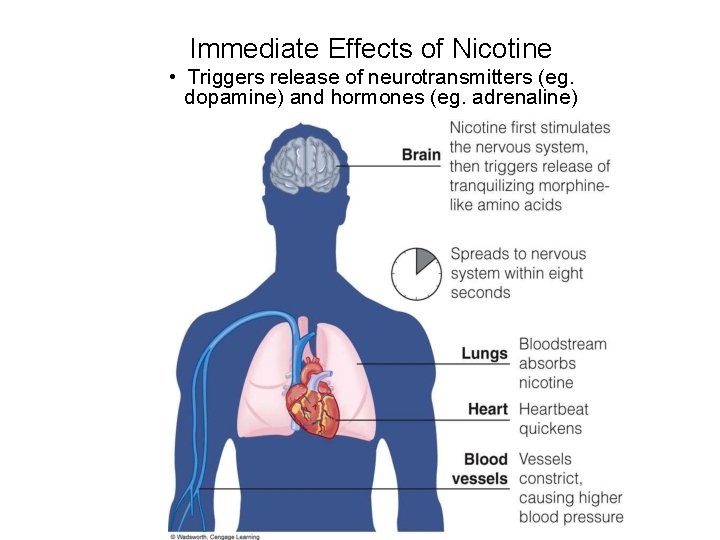Immediate Effects of Nicotine • Triggers release of neurotransmitters (eg. dopamine) and hormones (eg.