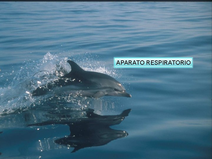 APARATO RESPIRATORIO 