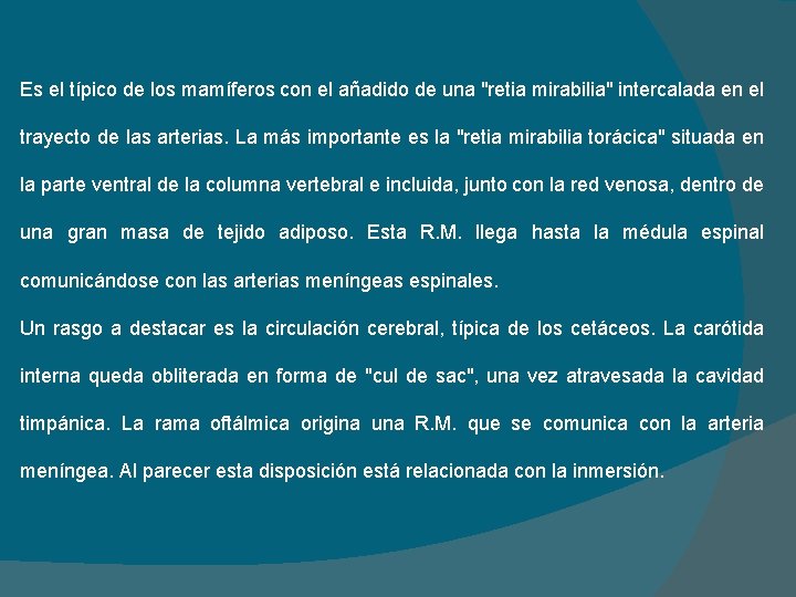 Es el típico de los mamíferos con el añadido de una "retia mirabilia" intercalada