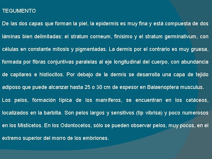 TEGUMENTO De las dos capas que forman la piel, la epidermis es muy fina