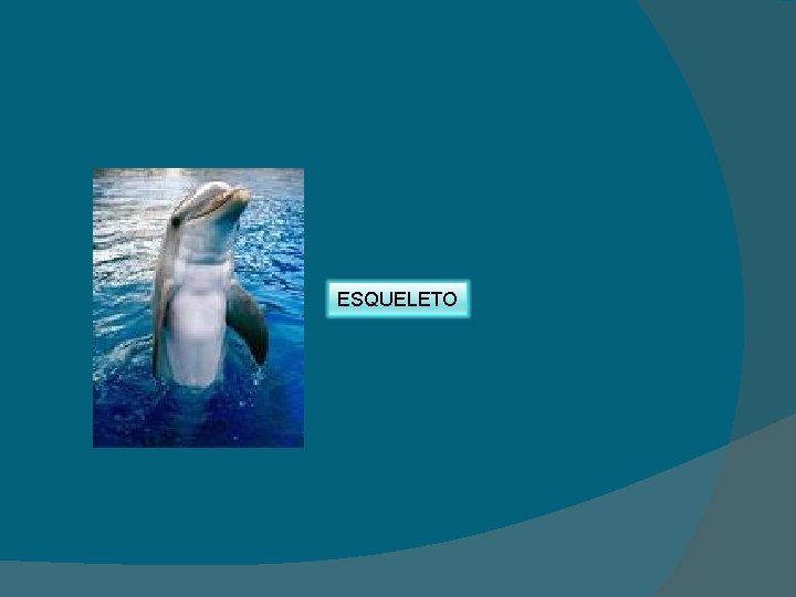 ESQUELETO 