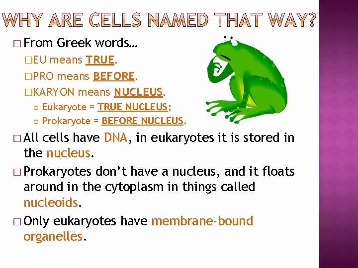 � From Greek words… �EU means TRUE. �PRO means BEFORE. �KARYON means NUCLEUS. �