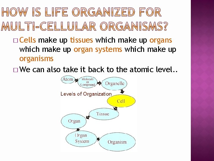 � Cells make up tissues which make up organ systems which make up organisms