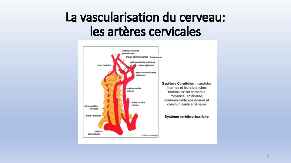 La vascularisation du cerveau: les artères cervicales 6 