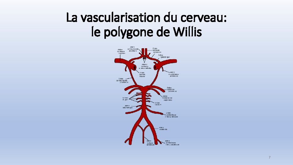 La vascularisation du cerveau: le polygone de Willis 7 
