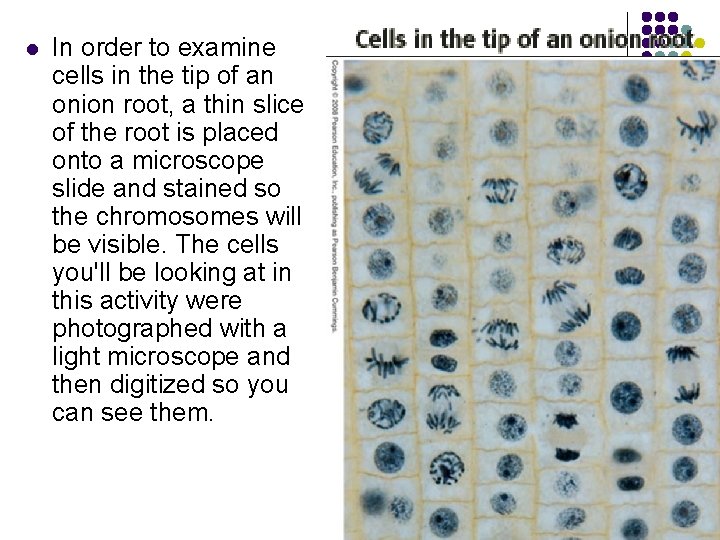l In order to examine cells in the tip of an onion root, a