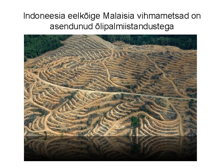 Indoneesia eelkõige Malaisia vihmametsad on asendunud õlipalmiistandustega 