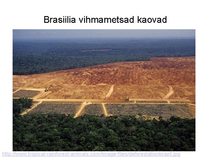 Brasiilia vihmametsad kaovad http: //www. tropical-rainforest-animals. com/image-files/deforestationbrazil. jpg 