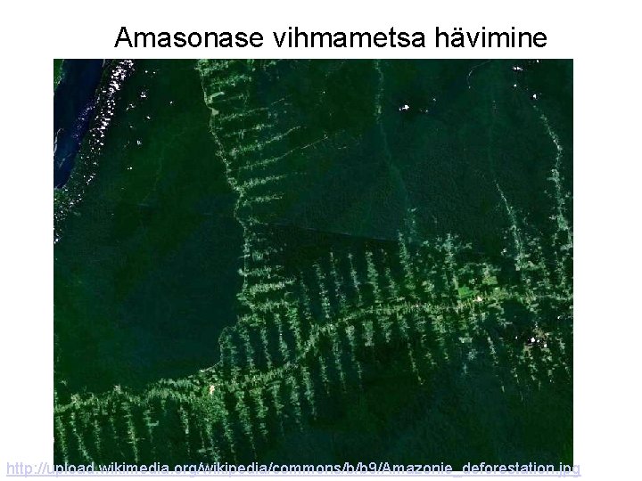 Amasonase vihmametsa hävimine http: //upload. wikimedia. org/wikipedia/commons/b/b 9/Amazonie_deforestation. jpg 
