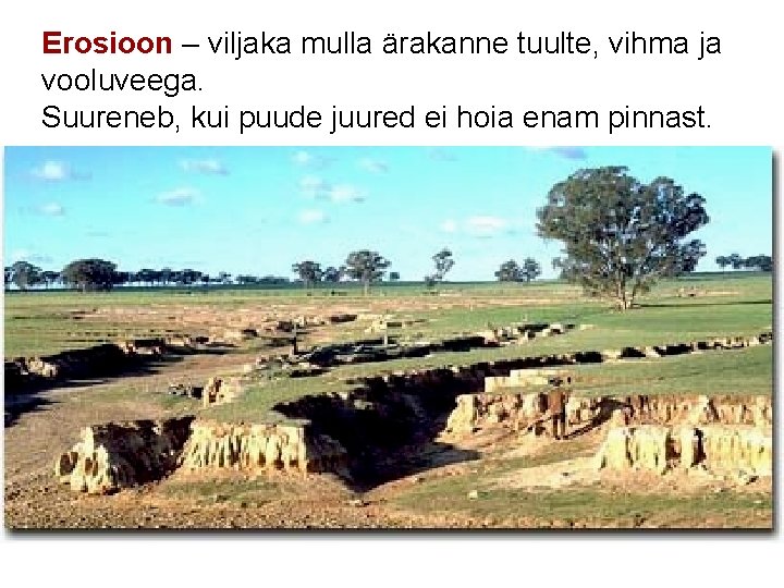 Erosioon – viljaka mulla ärakanne tuulte, vihma ja vooluveega. Suureneb, kui puude juured ei