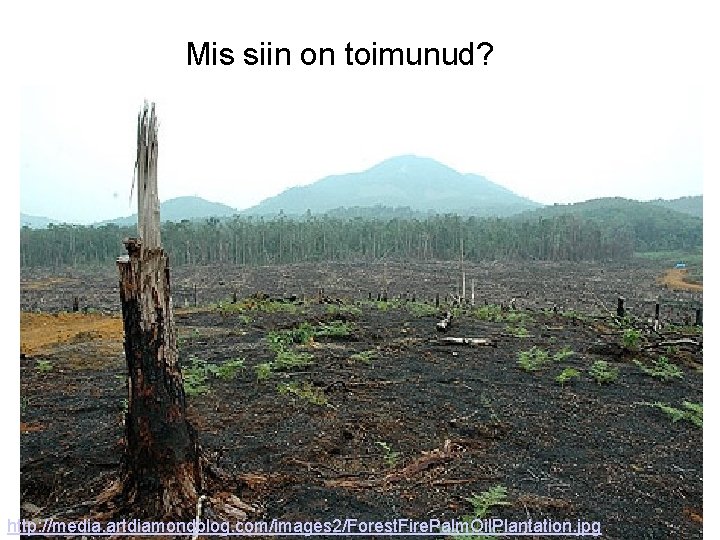 Mis siin on toimunud? http: //media. artdiamondblog. com/images 2/Forest. Fire. Palm. Oil. Plantation. jpg