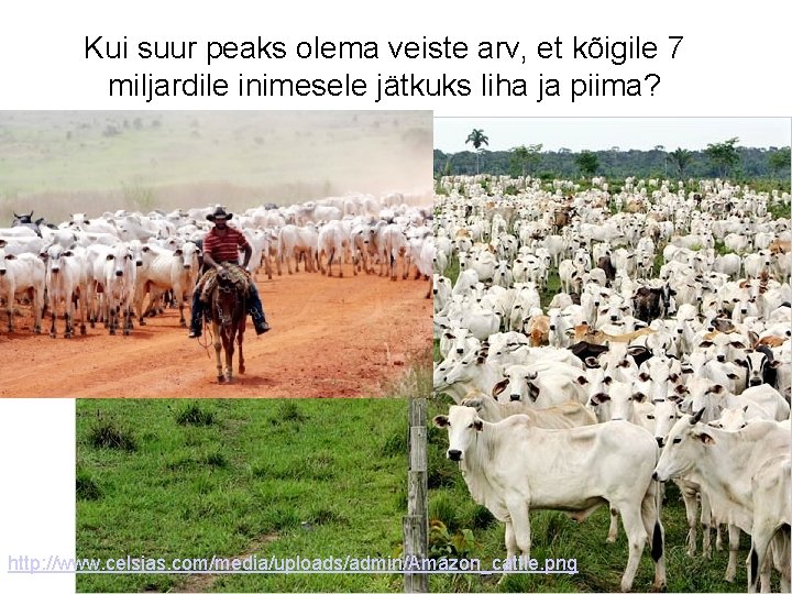 Kui suur peaks olema veiste arv, et kõigile 7 miljardile inimesele jätkuks liha ja