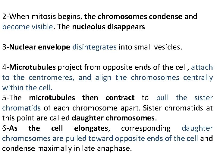 2 -When mitosis begins, the chromosomes condense and become visible. The nucleolus disappears 3