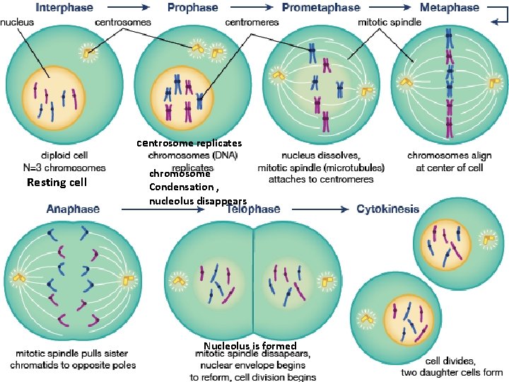 centrosome replicates Resting cell chromosome Condensation , nucleolus disappears Nucleolus is formed 