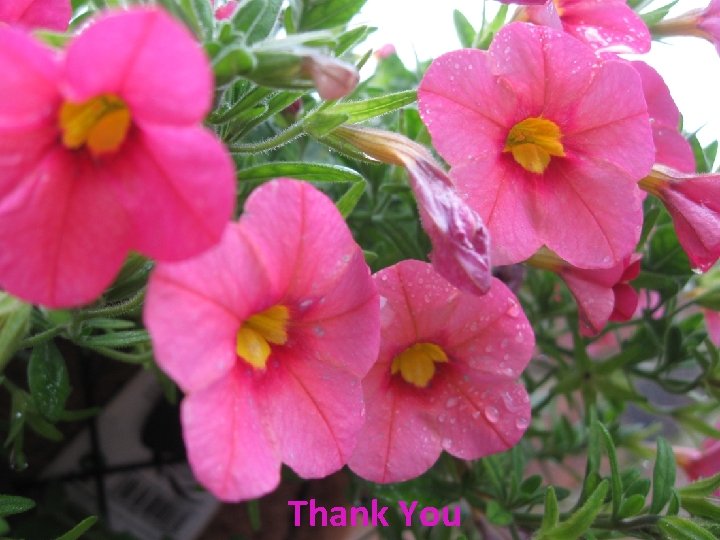 Sun Set Malaysia 16 Feb. 2015 Thank You 