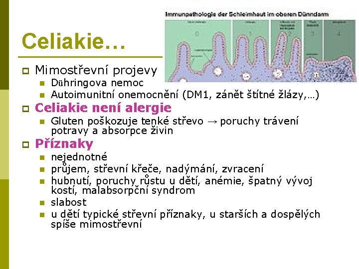 Celiakie… p Mimostřevní projevy n n p Celiakie není alergie n p Dühringova nemoc