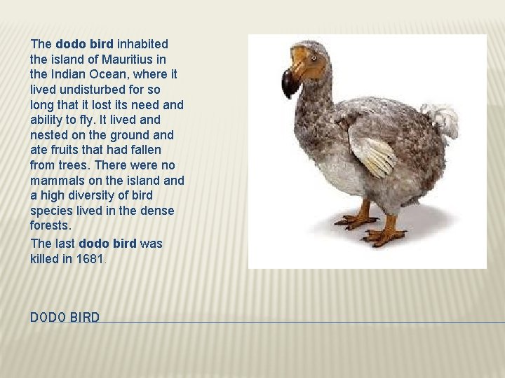 The dodo bird inhabited the island of Mauritius in the Indian Ocean, where it